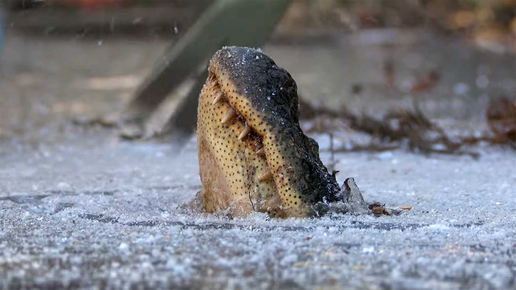 eingefrorener alligator