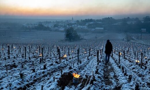 Burgundy vines have been set alight to fight against frost