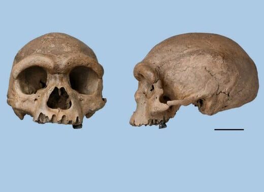 Homo longi Drachenmensch