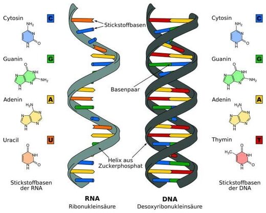 RNA DNA Helix