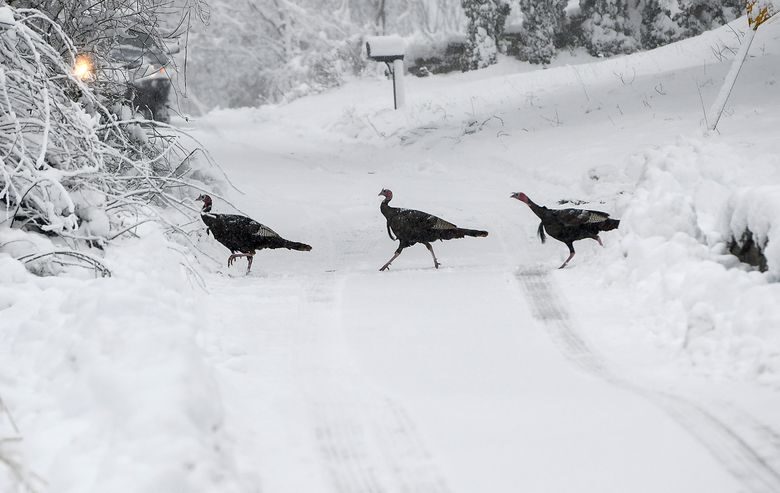 A flock of turkeys crosses Forsberg Street in Worcester, Mass., after a winter storm, Sunday, Jan. 7, 2024.