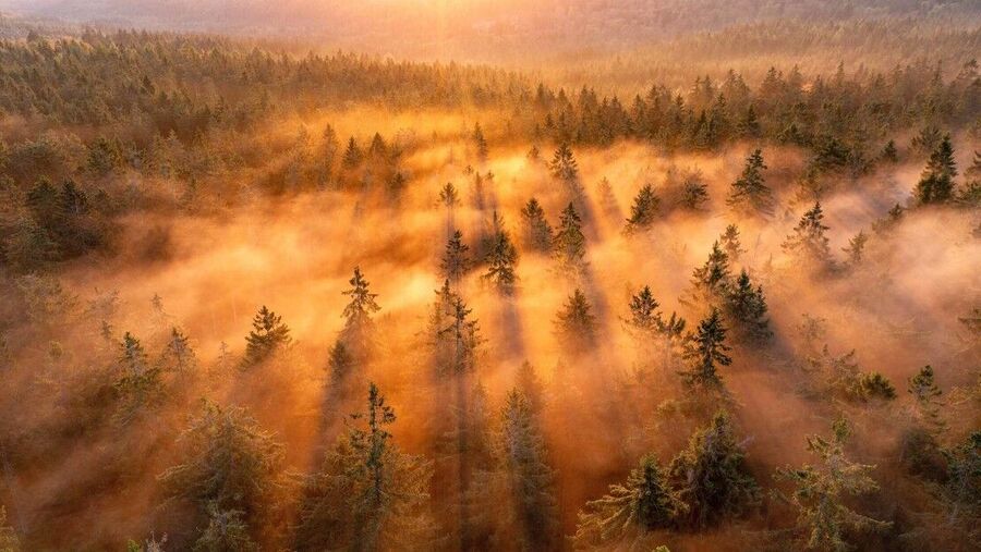 Sonnenaufgang Wald, Waldgebiet im Sonnenlicht