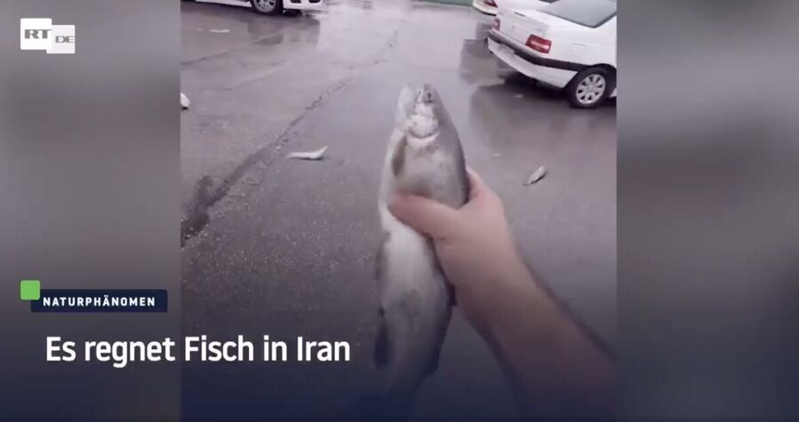 fisch iran