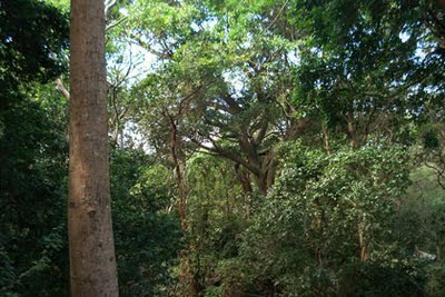 Regenwald