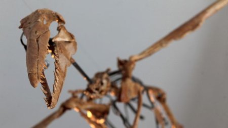 Skelett eines Urvogels