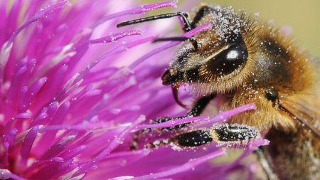 Biene saugt Nektar