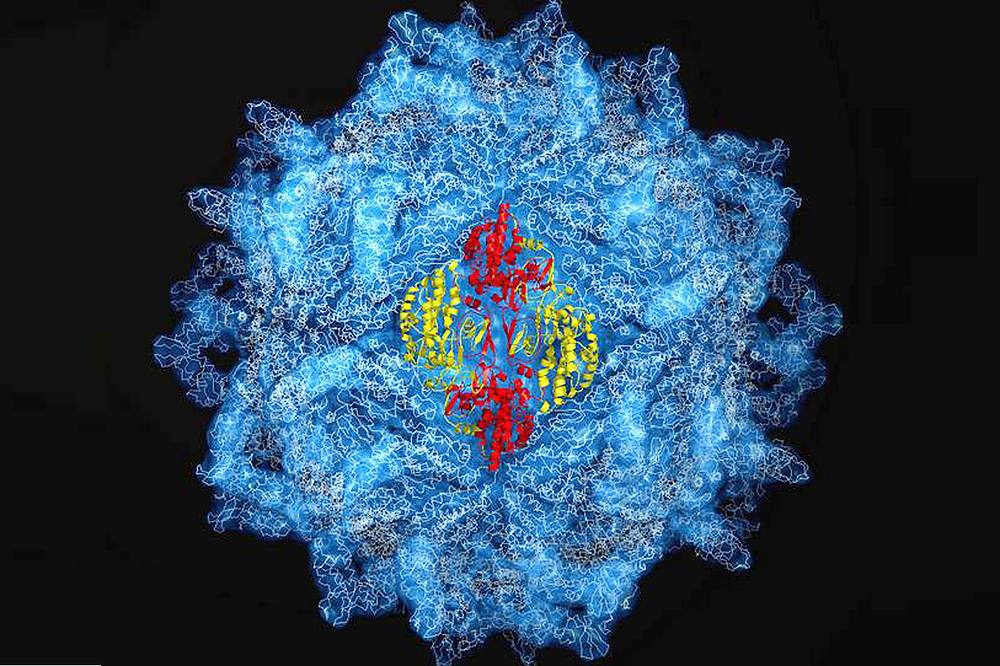 Grafik Proteinhülle Virus