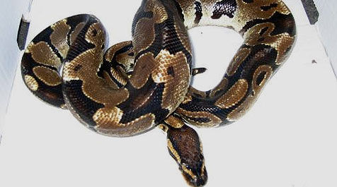 Python