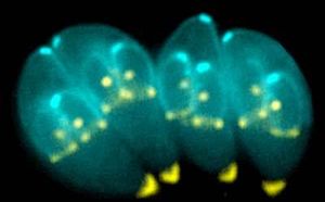 Toxoplasma gondii