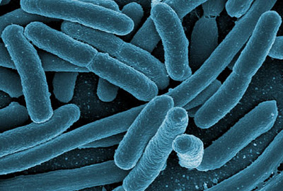 E. Coli Bakterien