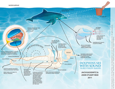Infografik Delfinsprache