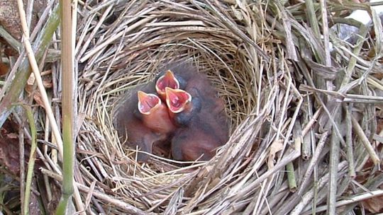 Jungvögel im Nest