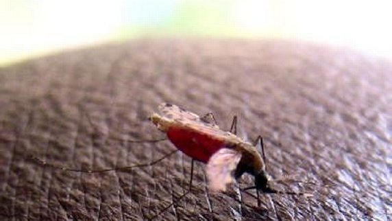 Mücke/Malaria
