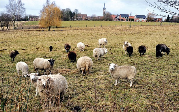 Klicken um zu vergrößern Schafherde