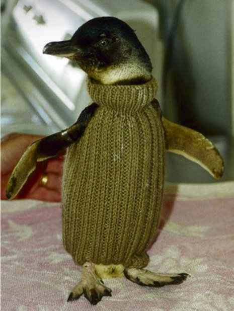 Pinguin im Strickpullover