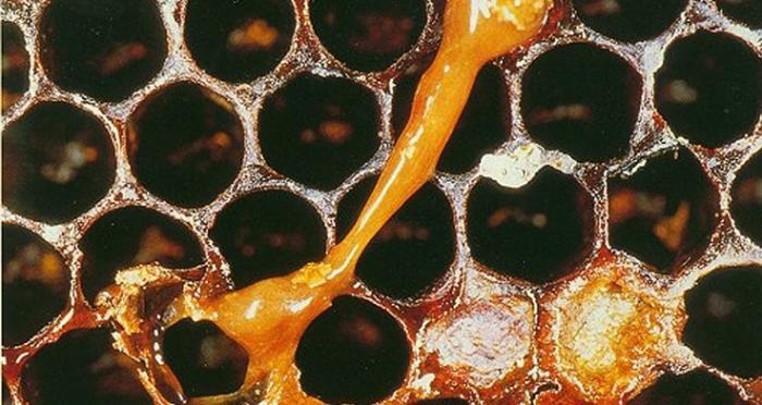 Bienenseuche: Amerikanische Faulburt