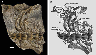 Bauchraum des fossilen Mesosaurus