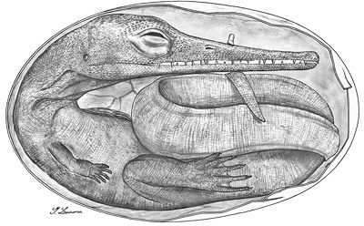 Mesosaurier-Embryo in Eihülle