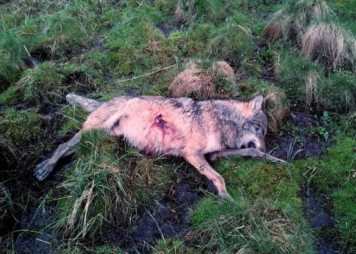 toter wolf