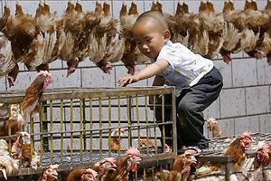 Kind mit Hühnern