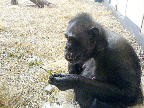 Schimpanse im Zoo