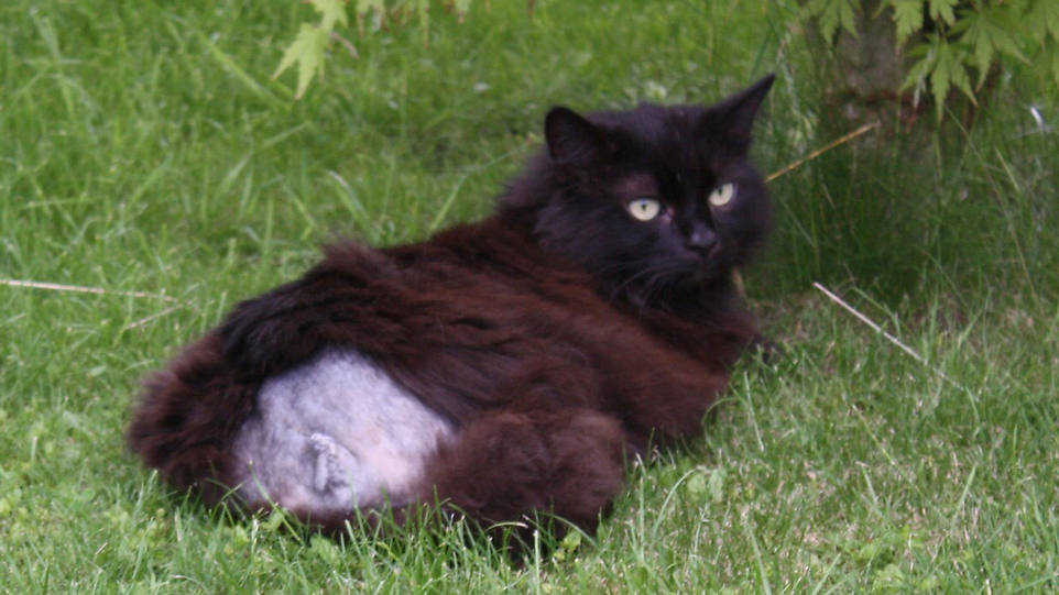 Tierquälerei - Verstümmelter Kater