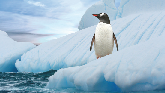 Pinguin auf Eisberg