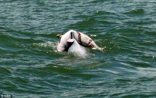 Delfin mit totem Kalb
