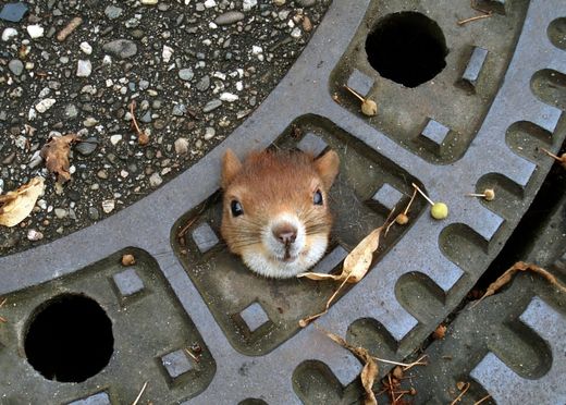 eichhörnchen, gullideckel