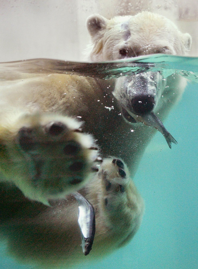 Eisbär im Zoo