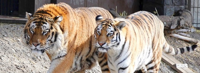 tiger