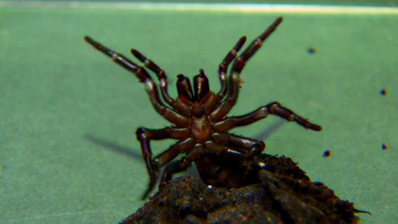 trichternetzspinne