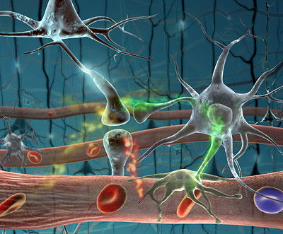Synapsen, Gehirn, Nervenzellen