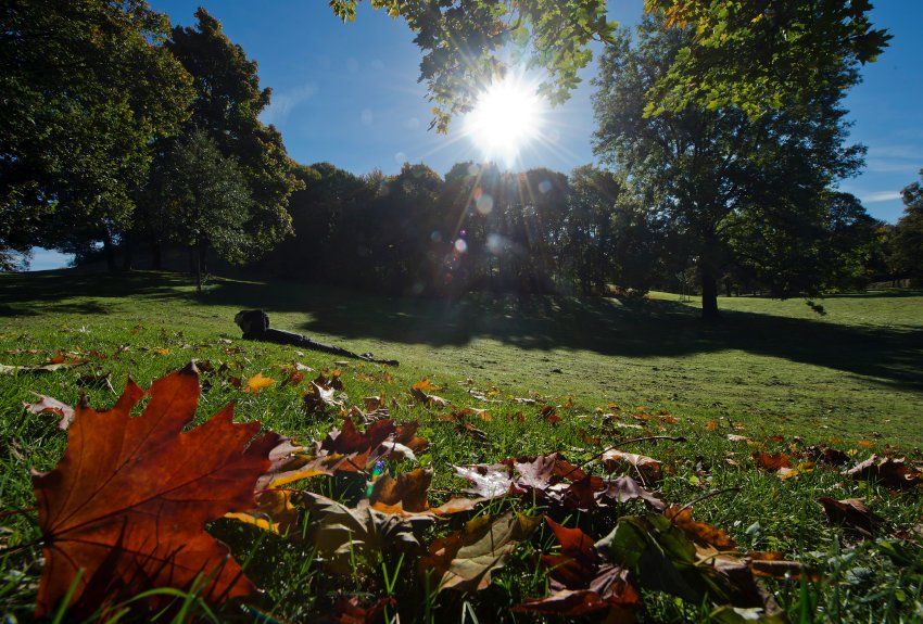 herbstbild, sonne, blätter, schön