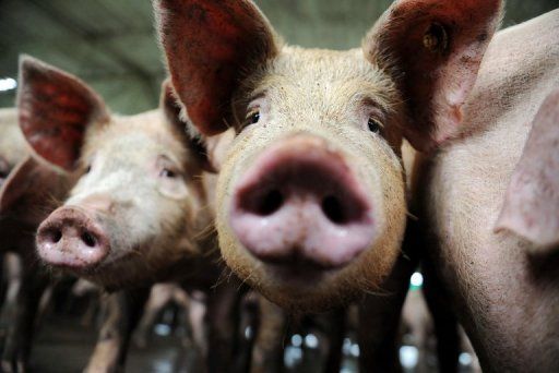 Schweine, Hausschweine