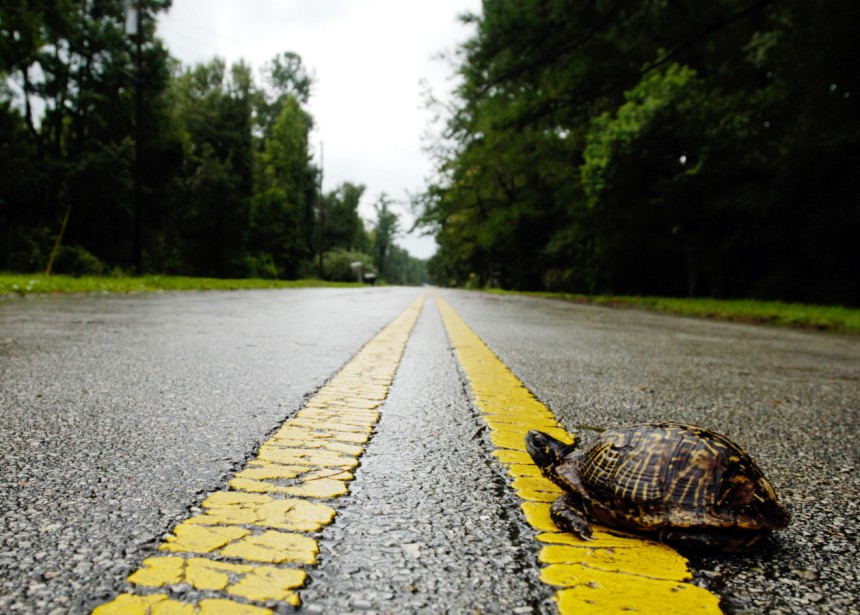 Schildkröte, Straße, Florida