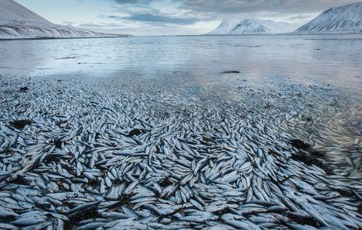 Klicken um zu vergrößern Fischsterben, Massensterben Heringe, Island
