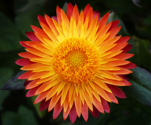 Blume, Blüte