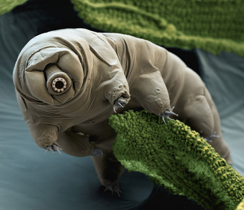 Bärtierchen