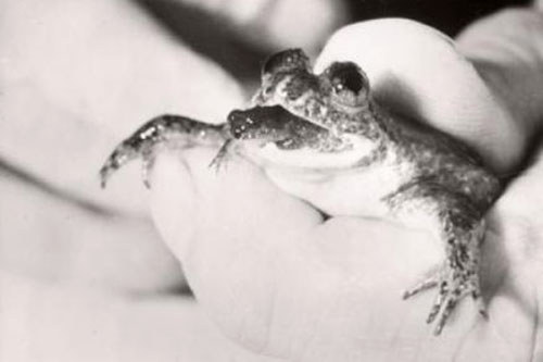 Oralgeburt, Magenbrüterfrosch