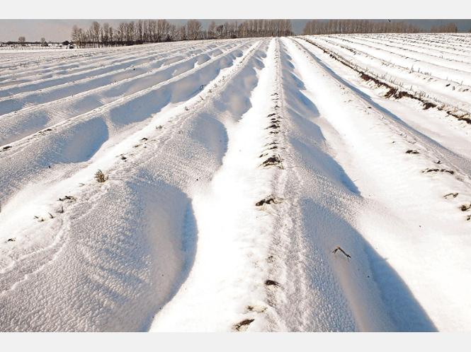 feld, schnee