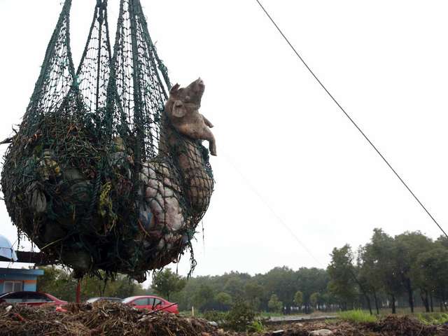 Tote Schweine, China