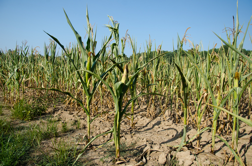 Getreide, Feld, Landwirtschaft