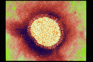 Le virus de la grippe A(H7N9) serait le fruit de quatre modifications génétiques qui se sont produites successivement dans au moins deux canards différents et deux poulets.