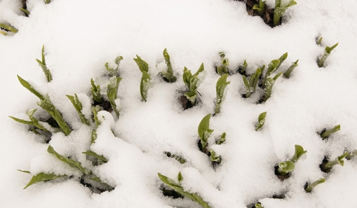 Klicken um zu vergrößern Schnee
