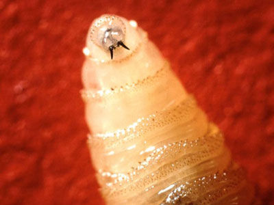 Schraubenwurmfliege