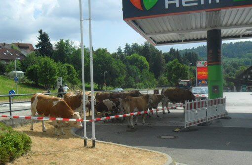 kühe, rinder, tankstelle