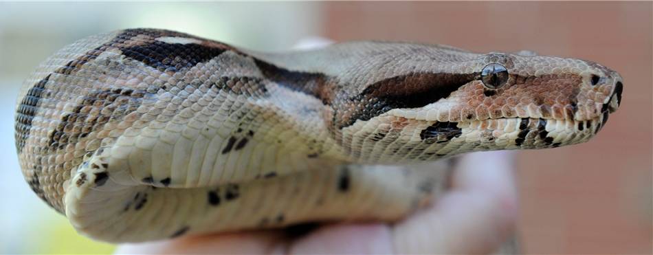 boa constrictor