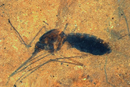fossilierte Stechmücke