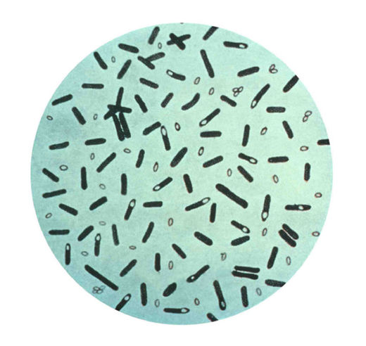 Bacteria